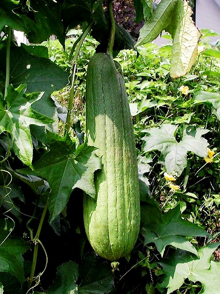 Luffa 3